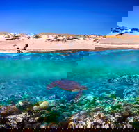 Snorkel the Ningaloo Reef - Australia Accommodation