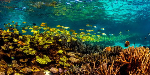 Snorkel The Ningaloo Reef - Australia Accommodation 2