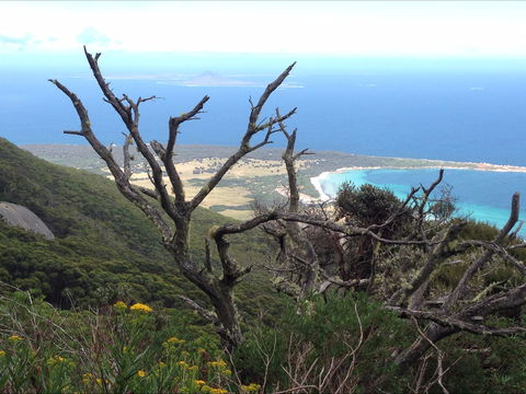 Strzelecki Peaks Great Short Walk - Australia Accommodation 0