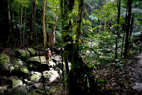 Strickland State Forest - Australia Accommodation 0
