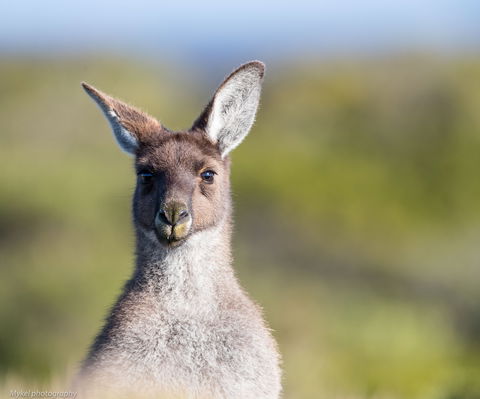 The Sole Walk At Hillocks Drive - Australia Accommodation 1