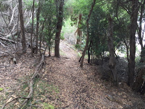 The Lady Barron Foreshore Walk - Australia Accommodation 1