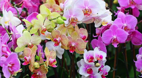 Tinonee Orchid Nursery - Australia Accommodation 0