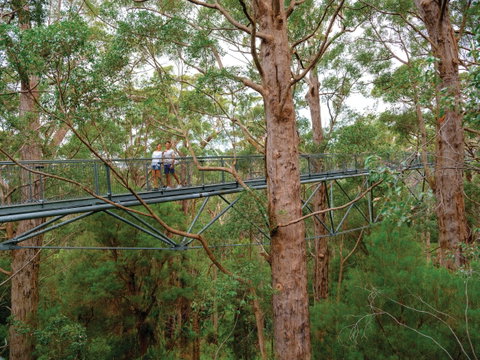 Valley Of The Giants Tree Top Walk - Australia Accommodation 1