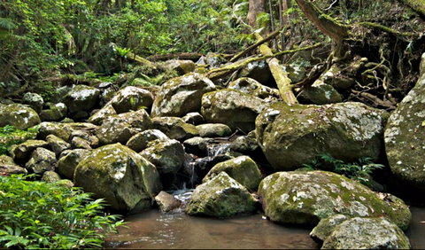 Booyong Walking Track - Australia Accommodation 0