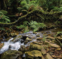 Budderoo National Park - Australia Accommodation