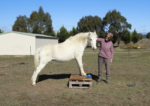 Horses Teaching Humans - Australia Accommodation 1