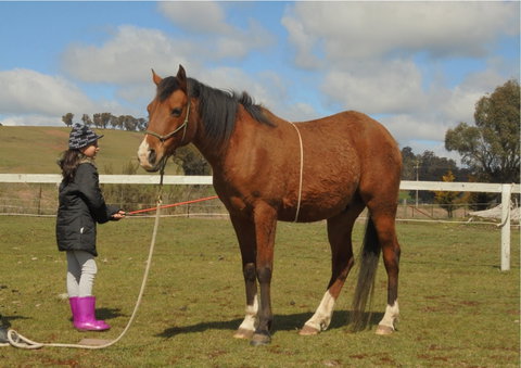 Horses Teaching Humans - Australia Accommodation 2