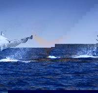 Humpback Whales - Australia Accommodation
