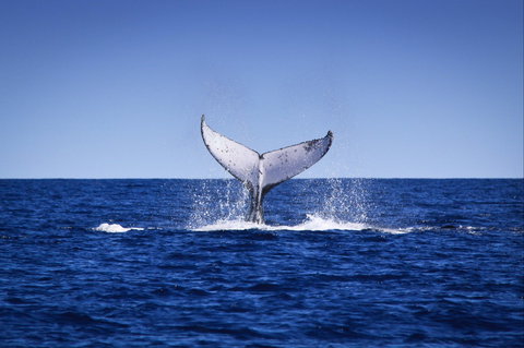 Humpback Whales - Australia Accommodation 0