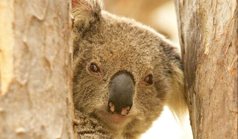 Koala Reserve - Australia Accommodation 0