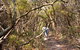Lyrebird Dell Walking Track - thumb 0