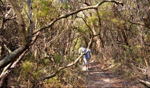 Lyrebird Dell Walking Track - Australia Accommodation 0