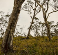 Mountaineer-Glowang trail - Australia Accommodation