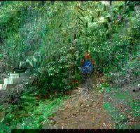 Mount Cougal Springbrook National Park - Australia Accommodation