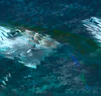 Norman Reef Dive Site - Australia Accommodation