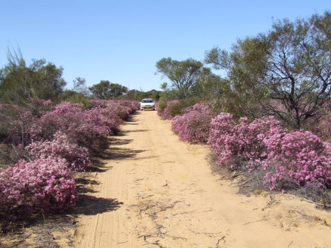 Reynoldson's Flora Reserve - Australia Accommodation 0