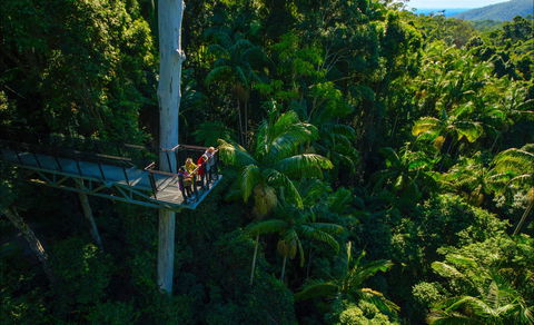 Tamborine Rainforest Skywalk - Australia Accommodation 0