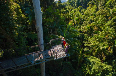 Tamborine Rainforest Skywalk - Australia Accommodation 1