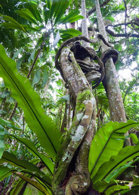Tamborine Rainforest Skywalk - Australia Accommodation 2