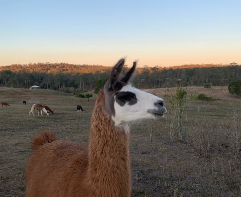 The Llama Farm - Australia Accommodation 0