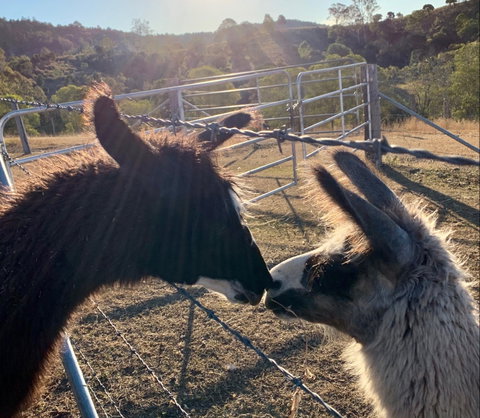 The Llama Farm - Australia Accommodation 1