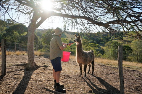 The Llama Farm - Australia Accommodation 2