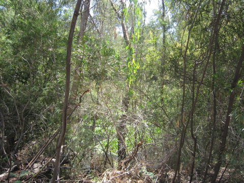 Wangaratta Common Nature Conservation Reserve - Australia Accommodation 0