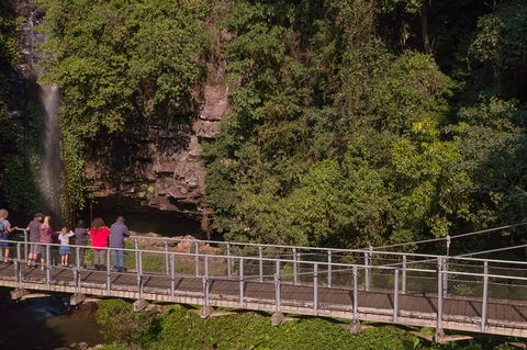 Rainforest & Waterfall Experience - Australia Accommodation 4