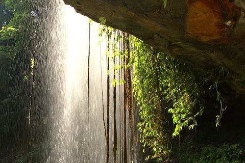 Rainforest & Waterfall Experience - Australia Accommodation 9