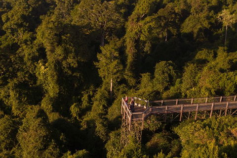 Rainforest & Waterfall Experience - Australia Accommodation 5