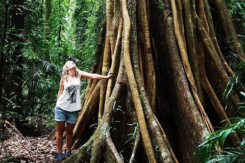 Rainforest & Waterfall Experience - Australia Accommodation 3