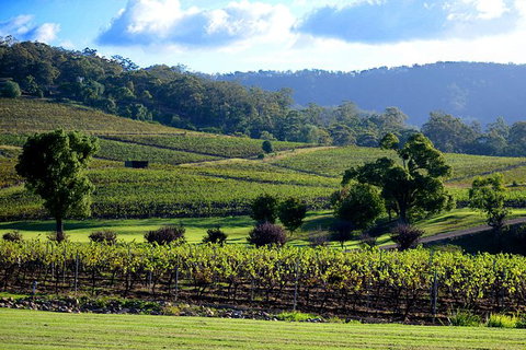 Ivanhoe Wines: Trip Advisor Seated Wine Tasting Masterclass - Australia Accommodation 4