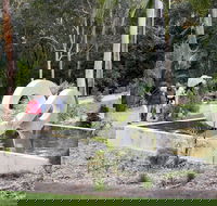 Maroochy Regional Bushland Botanic Garden - Australia Accommodation