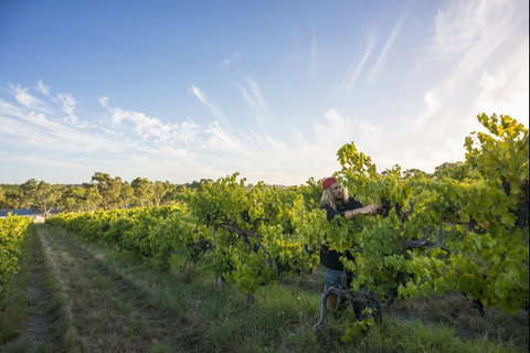 Mclaren Vale - Australia Accommodation 0