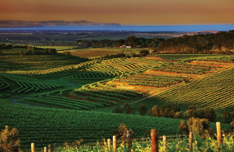 Mclaren Vale - Australia Accommodation 1