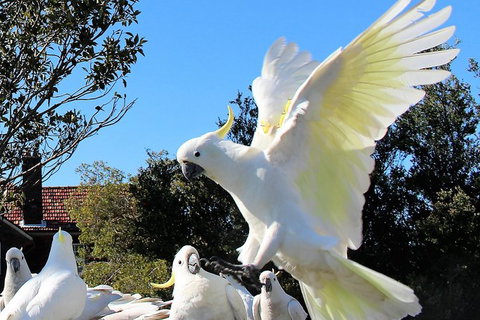 Half Day Manly Beach And More - Australia Accommodation 1