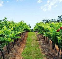 Tintilla Estate Wine Tasting with a Meat and Cheese Platter - Australia Accommodation