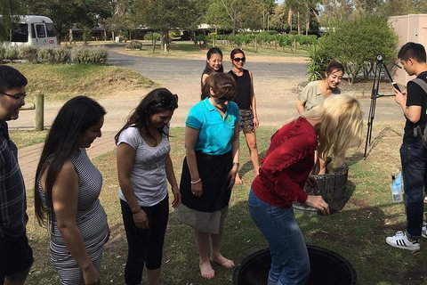 Hunter Valley Grape Stomping - Australia Accommodation 2