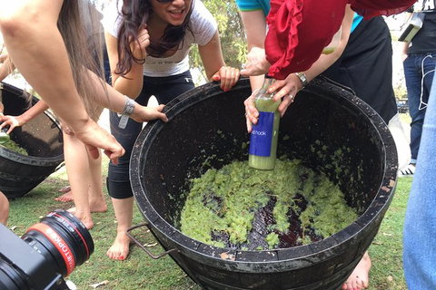 Hunter Valley Grape Stomping - Australia Accommodation 3