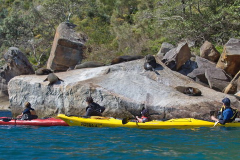 Sydney Kayak Seal Encounter Adventure With Gourmet Food - Australia Accommodation 2