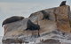 Sydney Kayak Seal Encounter Adventure With Gourmet Food - thumb 5