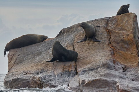 Sydney Kayak Seal Encounter Adventure With Gourmet Food - Australia Accommodation 5