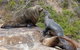 Sydney Kayak Seal Encounter Adventure With Gourmet Food - thumb 3