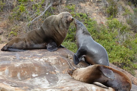 Sydney Kayak Seal Encounter Adventure With Gourmet Food - Australia Accommodation 3