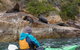 Sydney Kayak Seal Encounter Adventure With Gourmet Food - thumb 0