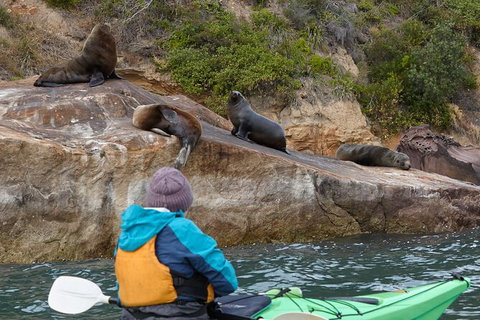 Sydney Kayak Seal Encounter Adventure With Gourmet Food - Australia Accommodation 0