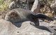 Sydney Kayak Seal Encounter Adventure With Gourmet Food - thumb 1