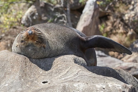 Sydney Kayak Seal Encounter Adventure With Gourmet Food - Australia Accommodation 1