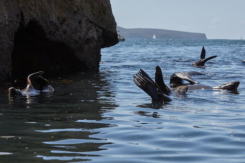 Sydney Kayak Seal Encounter Adventure With Gourmet Food - Australia Accommodation 4